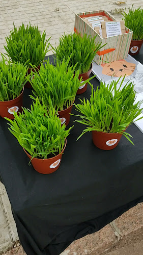 Comentarii opinii despre Feria De Villa Biarritz