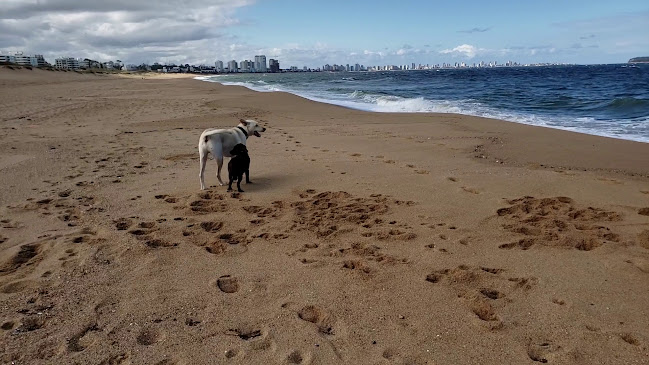 Parador 31 | Costero Beach Club (Rambla Mansa) - Maldonado