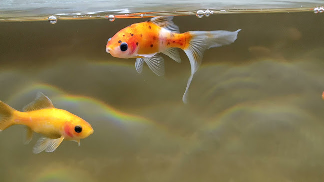 Comentarii opinii despre Restaurant Hongkong