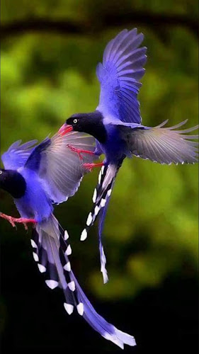 Restaurante Los Yuyos - Montevideo