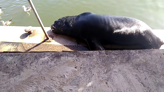 Comentarii opinii despre Ártico