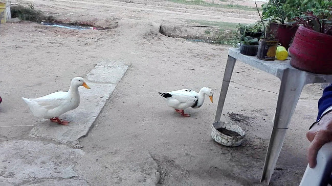 Opinii despre Mercado Yana`s Bo. Justo Nieto în Rio Branco - Gastronomía y hostelería