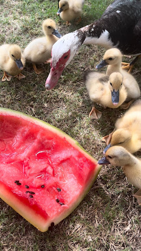 Panificadora la 2 - Punta del Este