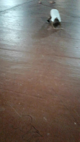 Angelote - Buffet de Helados