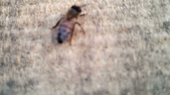 Opinii despre Pescadería Restaurante Eureka în Canelones - Gastronomía y hostelería