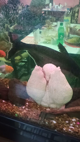 El Galpón - Gastronomía y hostelería