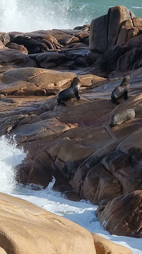 Lobo Hostel Bar - Rocha