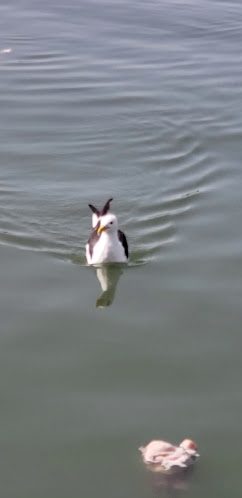 Gelatería Il Porto - Helados artesanales - Punta del Este