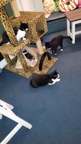 Comentarii opinii despre ADRIANUZCA'S CAT CAFÉ ☕🐈