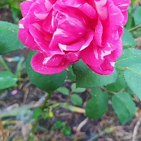 Opinii despre Grido helado în Rio Branco - Gastronomía y hostelería