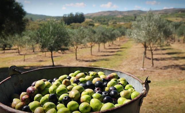 Terral Pizzería & Bar - Gastronomía y hostelería