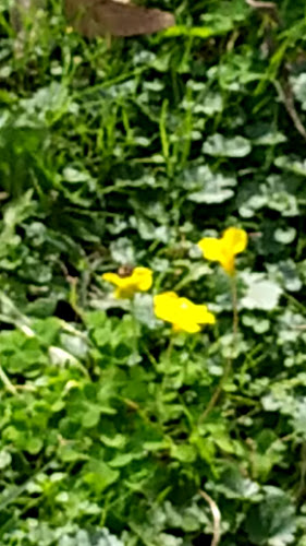 Comentarii opinii despre Raviolandia