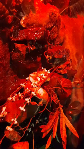 Comentarii opinii despre Bar Carlitos