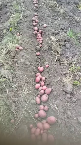 Comentarii opinii despre Agromercado Fresh market