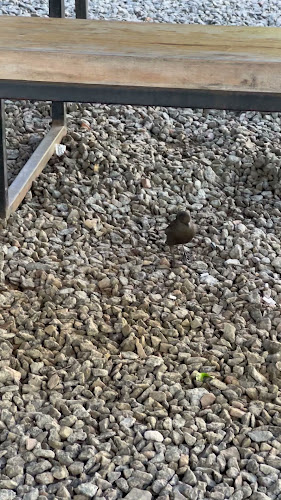 Picniquería | Cafetería | Panadería | Almuerzos & Comida Saludable - Gastronomía y hostelería