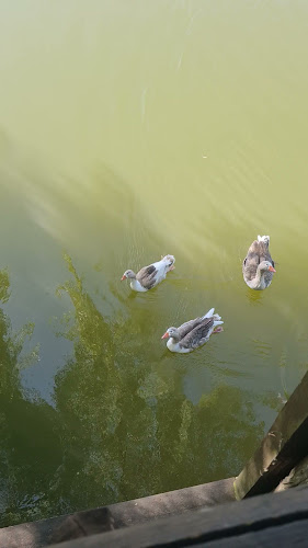 Comentarii opinii despre Indico Pizza Bar