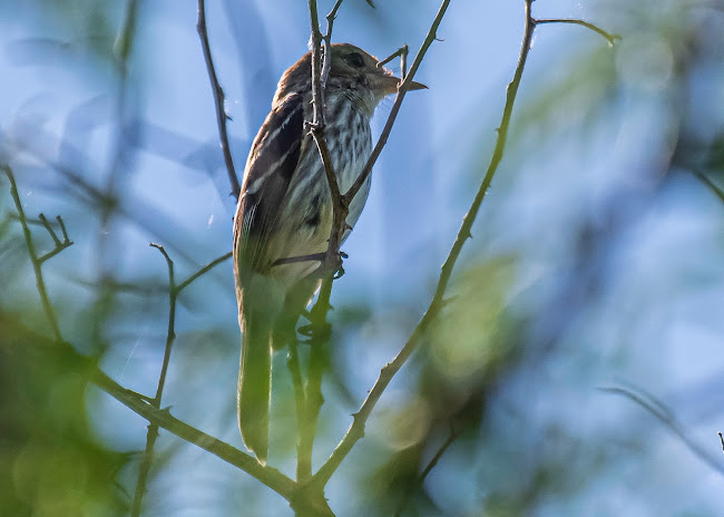 Opinii despre Pizzería y rotisería 19 în Tala - Gastronomía y hostelería