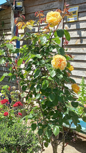 Comentarii opinii despre El Olimpo