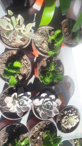 Comentarii opinii despre Solo x Hoy