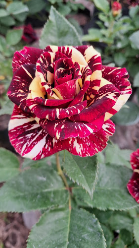 AGROPECUARIA y VIVERO CENTRO VERDE - Carmelo