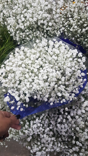 COFLORAL (mercado de flores) - Gastronomía y hostelería