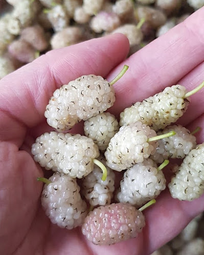 Pixelita Helados - Gastronomía y hostelería