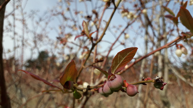 ITACA Arandanos Orgánicos