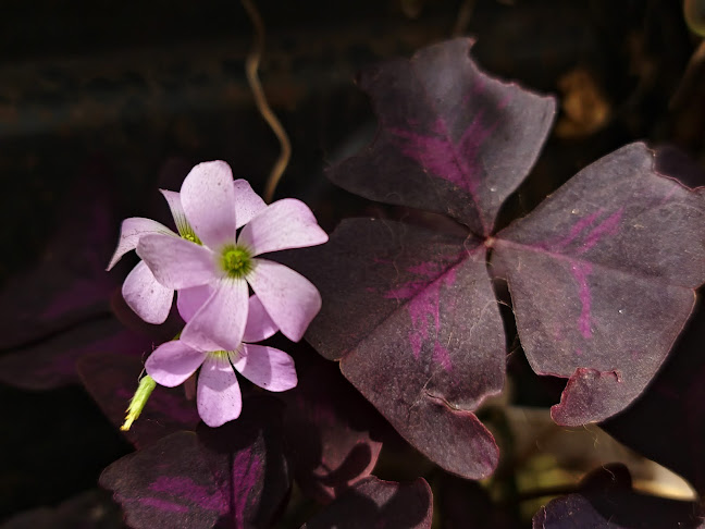 Lo de Joselo - Rocha