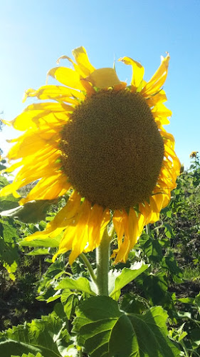 Agromercado Fresh market - Gastronomía y hostelería