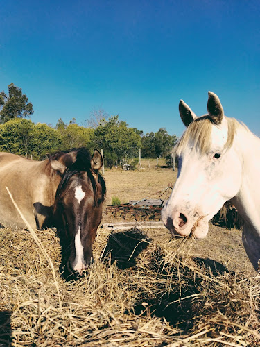 Comentarii opinii despre Brújula Café