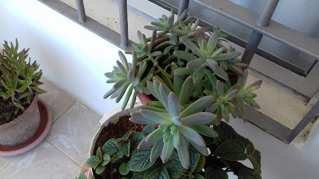 Opinii despre Empalme Carlitos Pena în Sauce - Gastronomía y hostelería