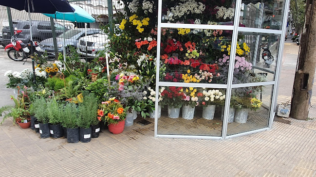 Opinii despre Floreria El LICO în Montevideo - Gastronomía y hostelería