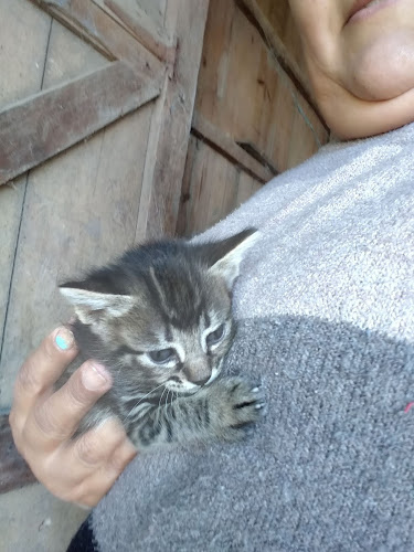 Comentarii opinii despre Establecimiendo ""EL TALA""