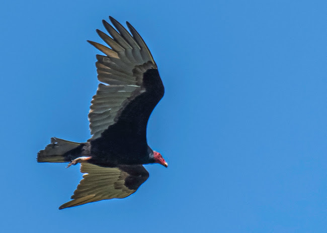 Pizzería y rotisería 19 - Gastronomía y hostelería