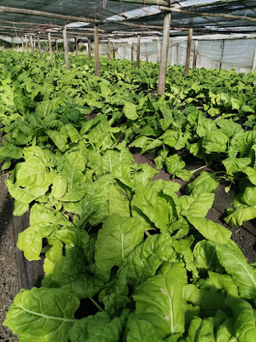 Opinii despre Feria Organica Chacra Melilla în Montevideo - Gastronomía y hostelería