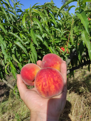Feria Organica Chacra Melilla - Gastronomía y hostelería