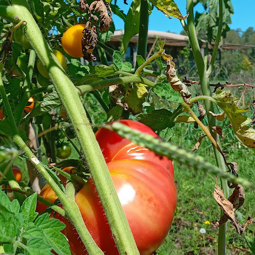 EL CEIBO BLANCO - Gastronomía y hostelería