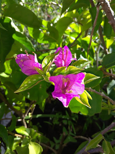 Comentarii opinii despre Vivero Flores Y Florcitas
