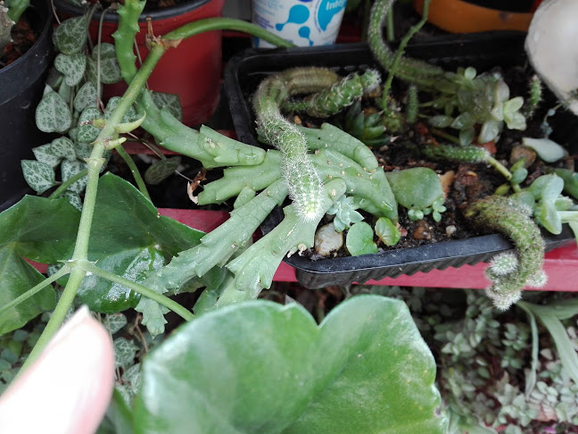 5VC5+23G, Av. Gral. Flores, 12300 Montevideo, Departamento de Montevideo