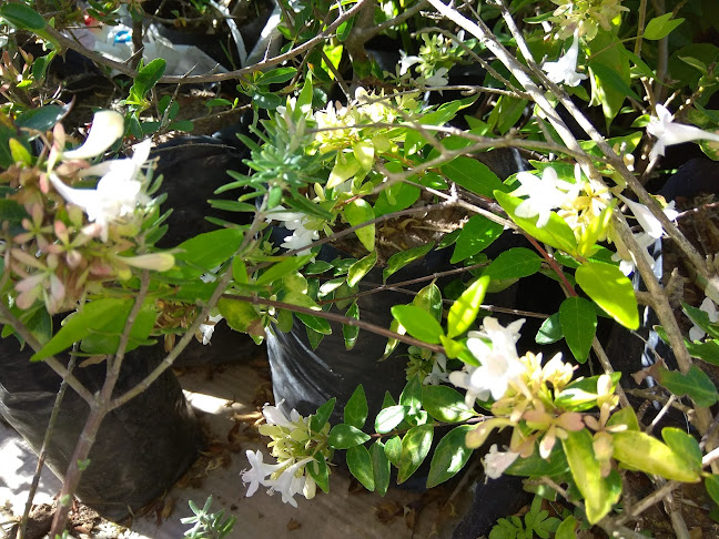 Comentarii opinii despre Vivero Flores Y Florcitas