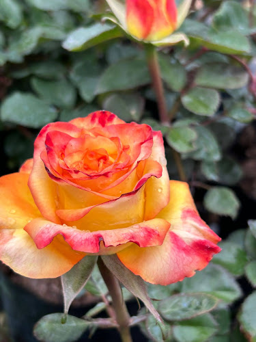 Opinii despre AGROPECUARIA y VIVERO CENTRO VERDE în Carmelo - Gastronomía y hostelería