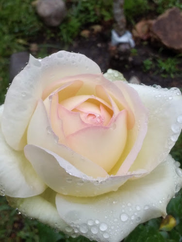 Panad Y Conf Del 30' - Gastronomía y hostelería