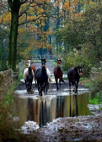 Carrito EMILU - Paysandú