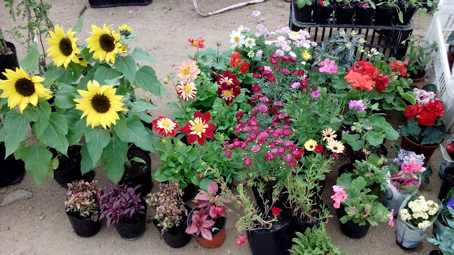 La Pizzalina - Canelones