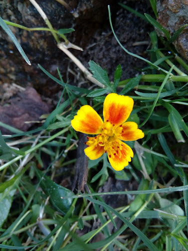 Feria de Plantas - Gastronomía y hostelería