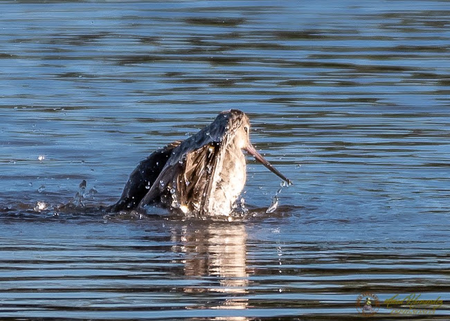 Opinii despre Perla Negra în El Tesoro - Gastronomía y hostelería