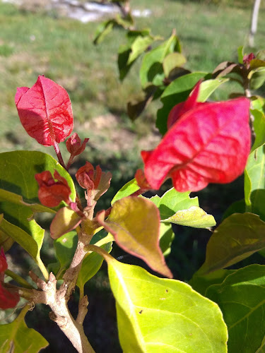 Vivero Flores Y Florcitas