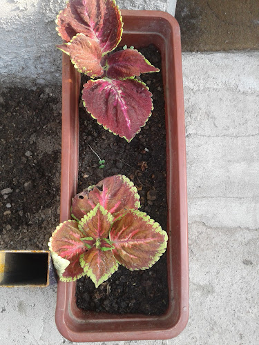 Comentarii opinii despre Pizzeria Zapa