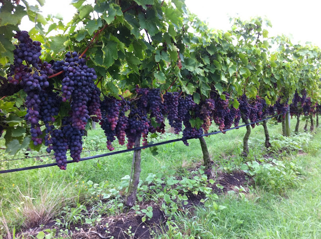 Ruta 36 Km.31, 90001 Los Cerrillos, Departamento de Canelones