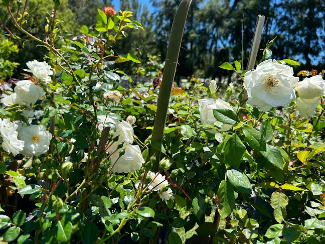 AGROPECUARIA y VIVERO CENTRO VERDE - Gastronomía y hostelería